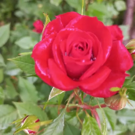 Kasinda Vila